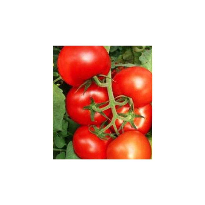 Seminte de tomate Bostina F1, 500 seminte