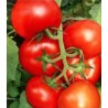 Seminte de tomate Bostina F1, 500 seminte