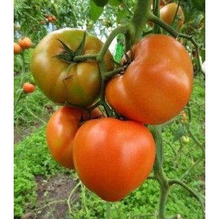 Seminte de tomate Ismini F1, 500 seminte