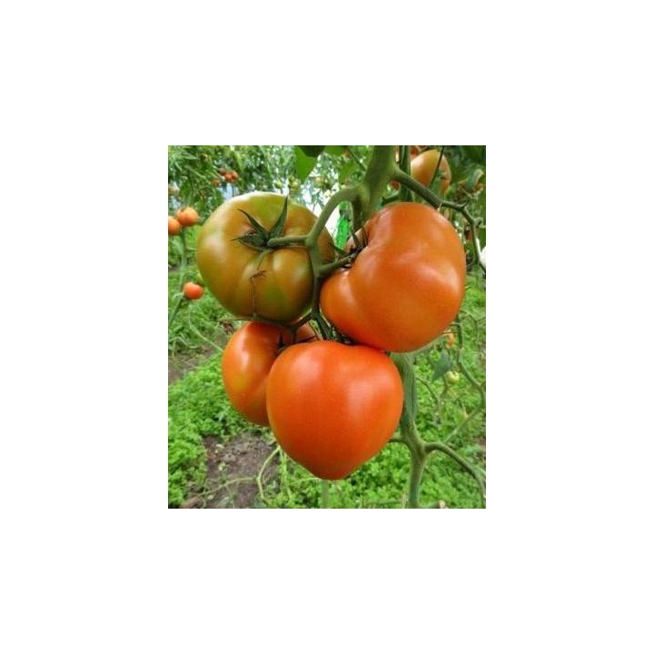 Seminte de tomate Ismini F1, 500 seminte