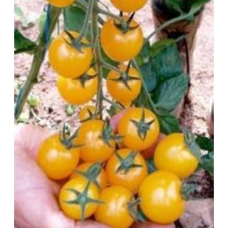 Seminte de tomate galbene Summer Sun F1