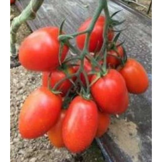 Tomate prunisoara Oceano F1