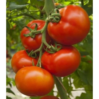 Seminte de tomate Attiya F1, RZ