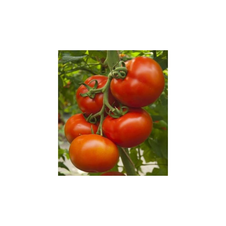Seminte de tomate Attiya F1, RZ