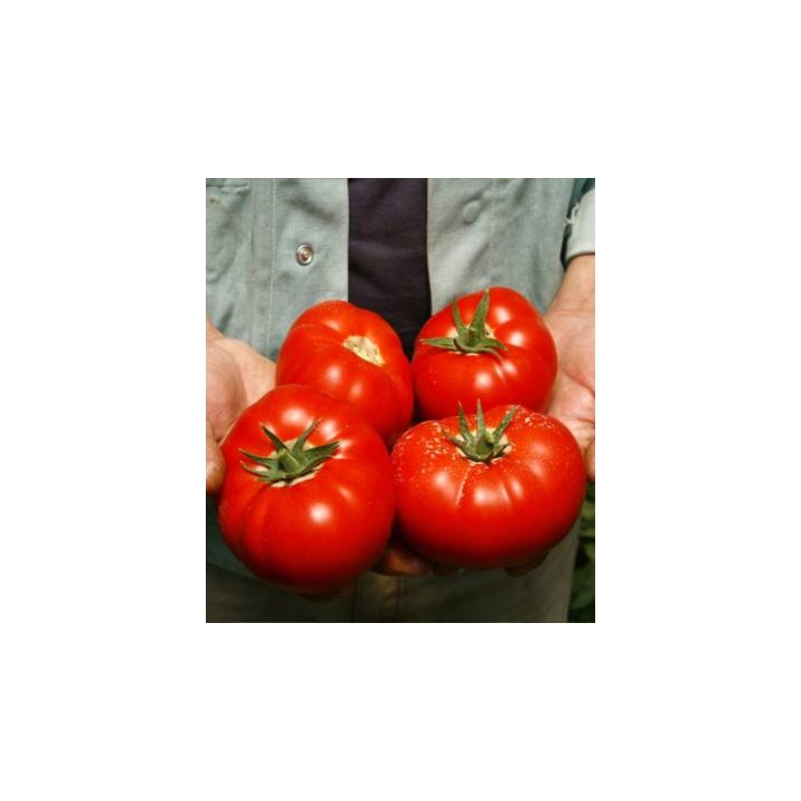 Seminte profesionale de tomate Mahitos F1, RZ