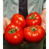 Seminte profesionale de tomate Mahitos F1, RZ