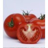 Seminte de tomate Abellus F1 RZ