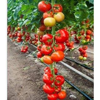 Seminte de tomate Cinto F1 RZ