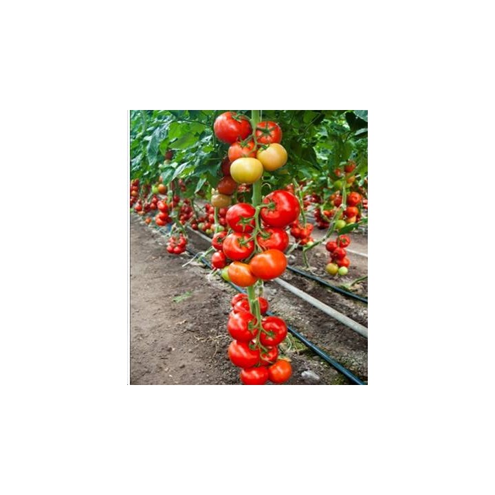 Seminte de tomate Cinto F1 RZ