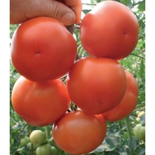 Seminte de tomate Lillos F1 RZ