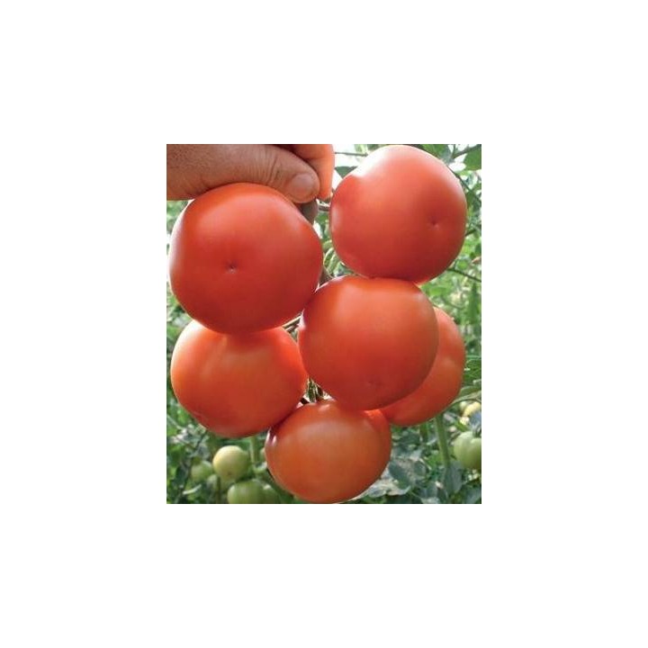 Seminte de tomate Lillos F1 RZ