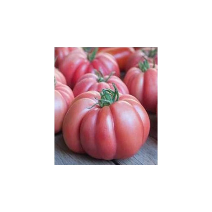 Seminte de tomate Monterosa F1