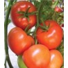 Seminte profesionale de tomate Tobolsk F1, Bejo