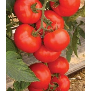 Seminte profesionale de tomate Amerigo F1
