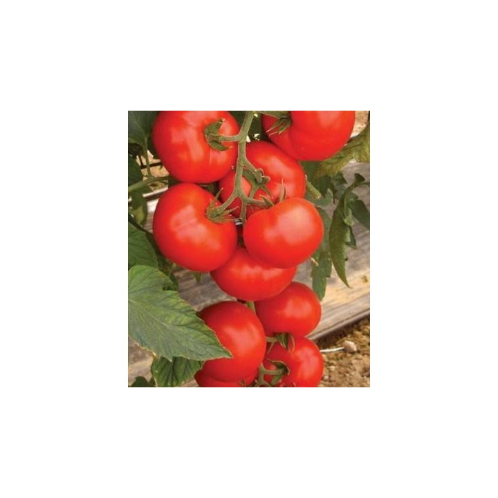 Seminte profesionale de tomate Amerigo F1