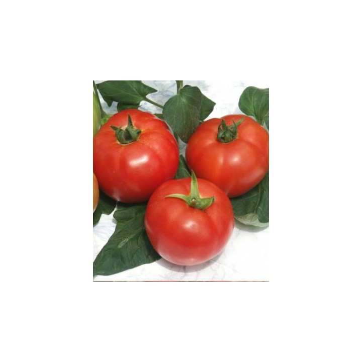 Seminte de tomate Kalina F1, Geosem