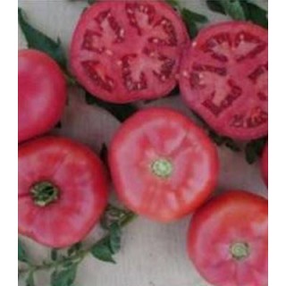Seminte de tomate roz Fuji Pink F1
