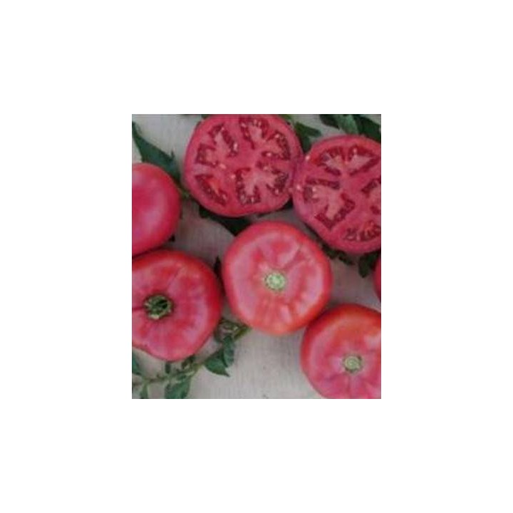 Seminte de tomate roz Fuji Pink F1