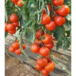 Seminte profesionale de tomate Leslie F1