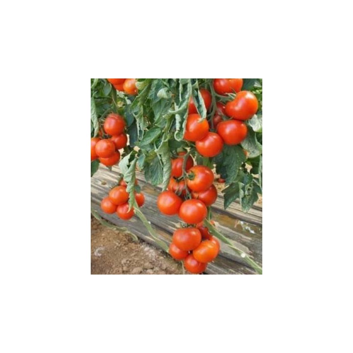 Seminte profesionale de tomate Leslie F1