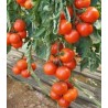 Seminte profesionale de tomate Leslie F1