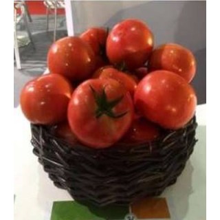 Seminte profesionale de tomate Jastis F1, Hazera