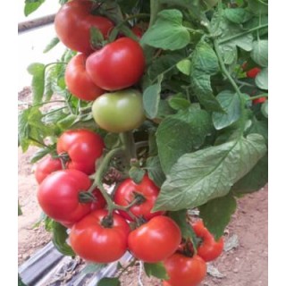Seminte profesionale de tomate Nada (Signiora) F1