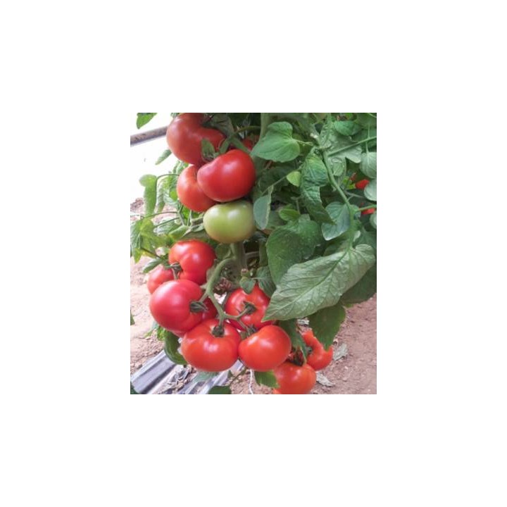 Seminte profesionale de tomate Nada (Signiora) F1