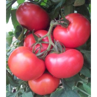 Seminte profesionale de tomate Noemy F1