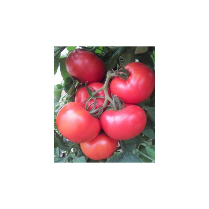 Seminte profesionale de tomate Noemy F1