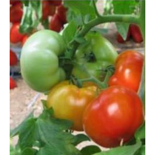 Seminte profesionale de tomate H11 F1 