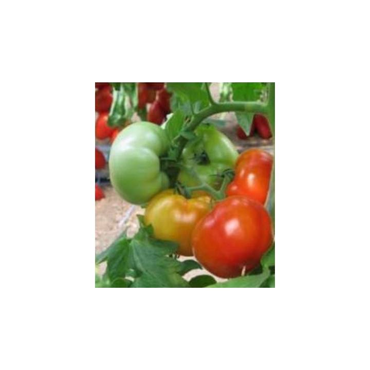 Seminte profesionale de tomate H11 F1 