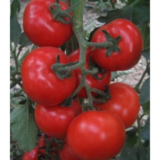 Seminte profesionale de tomate Jairo F1