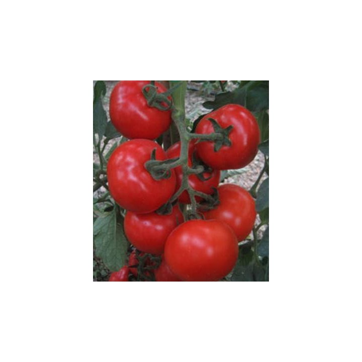 Seminte profesionale de tomate Jairo F1