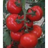 Seminte profesionale de tomate Jairo F1