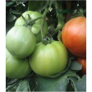 Seminte profesionale de tomate Avatar F1