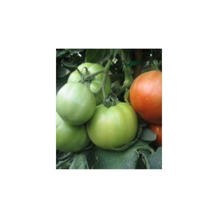 Seminte profesionale de tomate Avatar F1