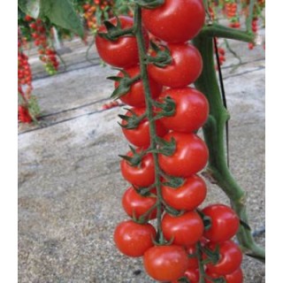Seminte de tomate cherry Intrigo F1, Cora Seeds