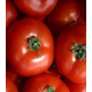 Seminte de tomate Megisti F1