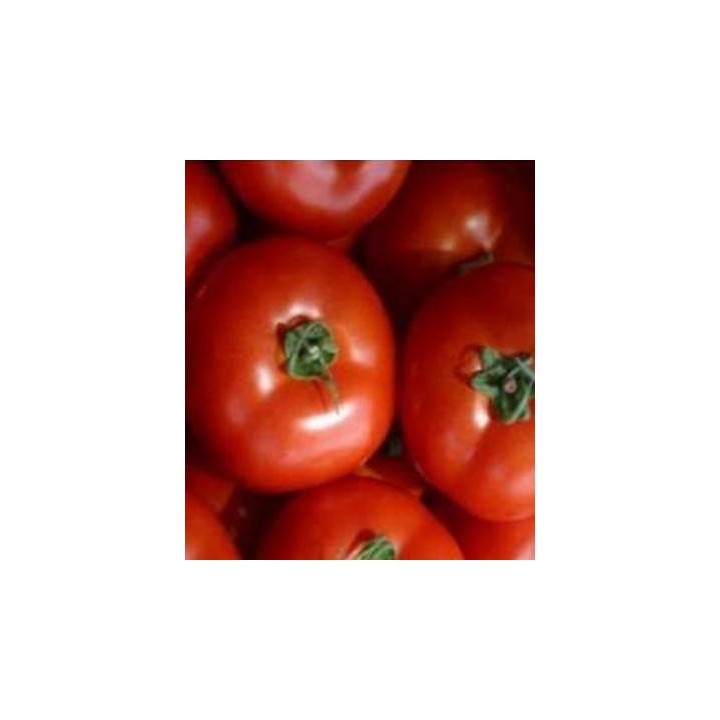 Seminte de tomate Megisti F1