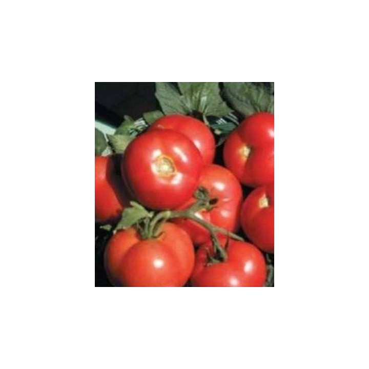 Seminte de tomate Ronda F1, Agrosel