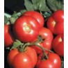 Seminte de tomate Ronda F1