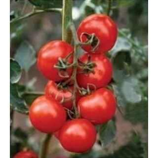 Seminte de tomate Shirley F1 