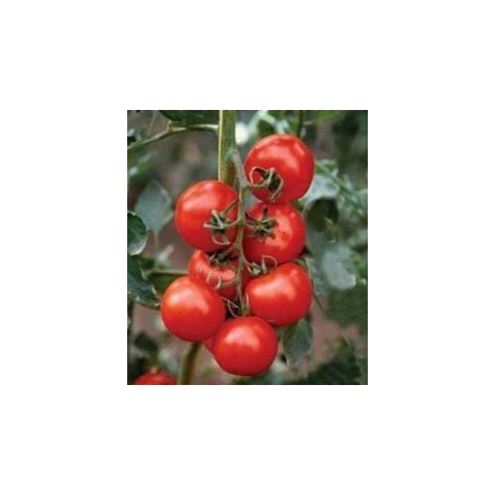 Seminte de tomate Shirley F1 