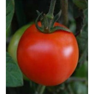 Seminte de tomate Rosaliya F1