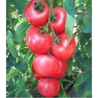 Seminte de tomate Honey Moon F1, 250 seminte
