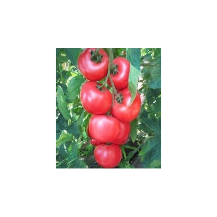 Seminte de tomate Honey Moon F1, 250 seminte