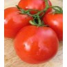 Seminte de tomate Lugas F1 ZKI