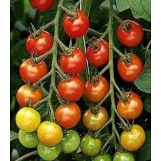 Seminte de tomate Cherry Belle F1, Seminis