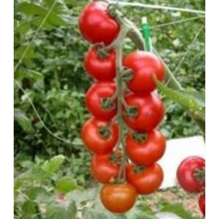 Seminte de tomate Fado F1